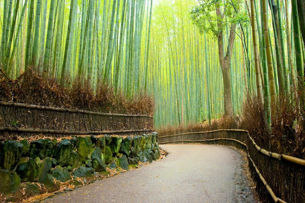 69914 Arashiyama Bamboo Forest
